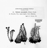 Cladonia macrophylla image